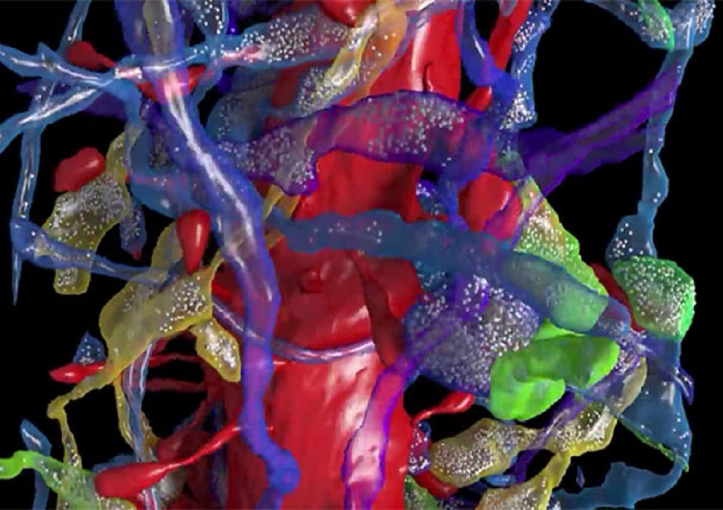 Las imágenes producidas por el equipo de Lichtman muestran una enorme densidad en las conexiones neuronales. Fuente: Cell.