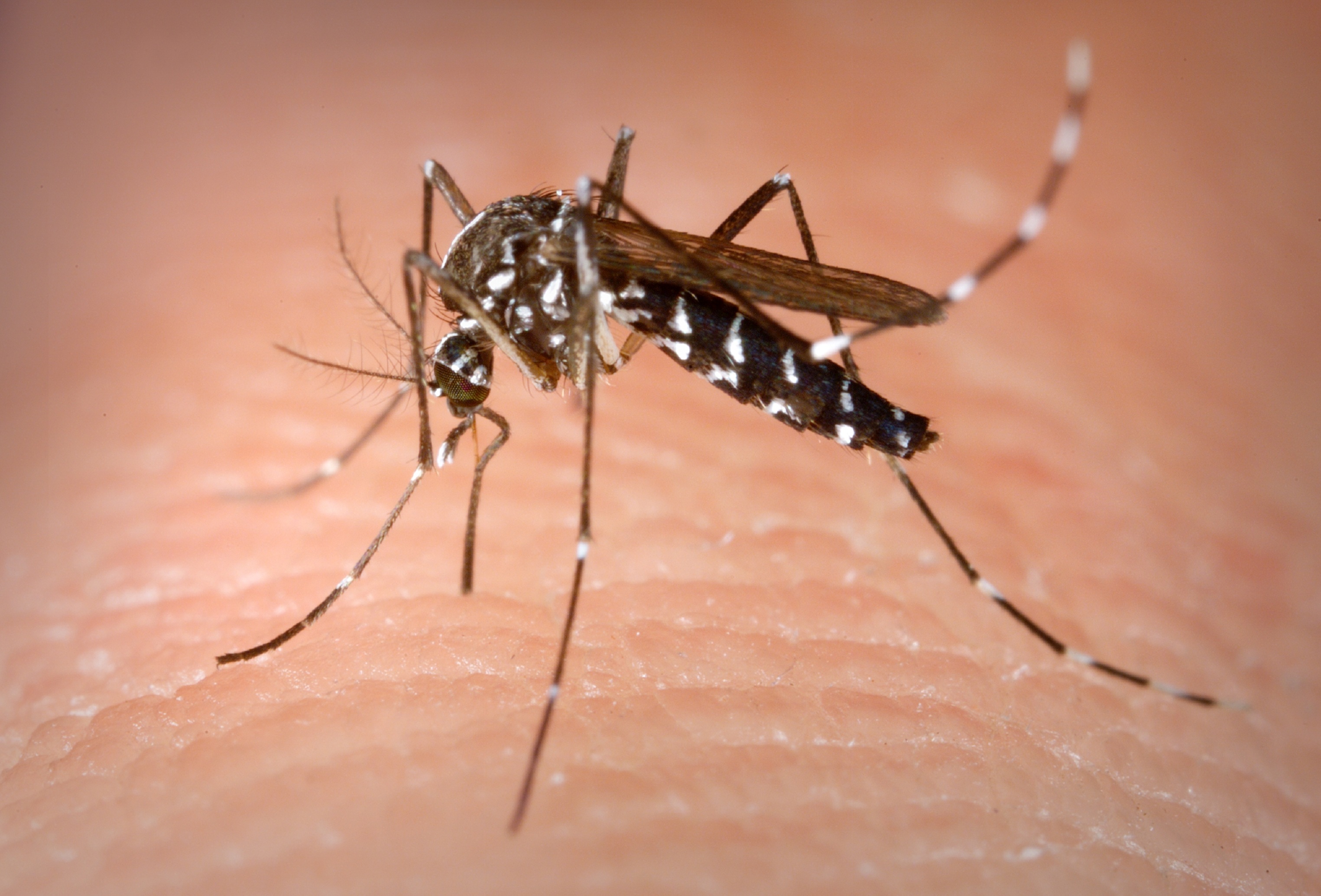 Mosquito 'Aedes albopictus', o mosquito tigre, picando a un humano. Transmite, entre otras enfermedades, el dengue. Fuente: Wikipedia.
