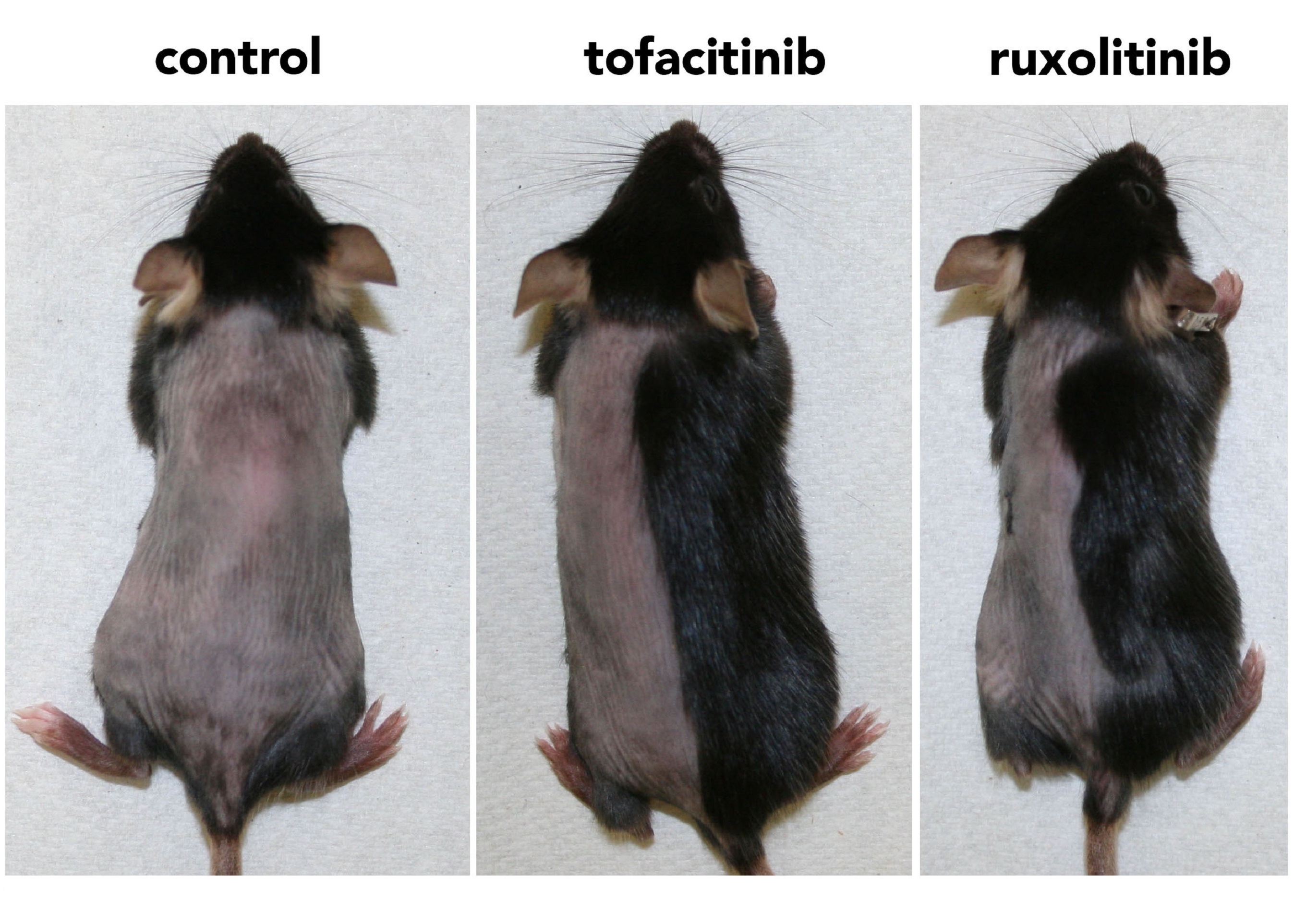 Ratón de control, al que no se aplicó ningún fármaco, y ratones a los que si se les aplicó (en el lado derecho del lomo). Imagen: S. Harel et al. Fuente: Sci. Adv.