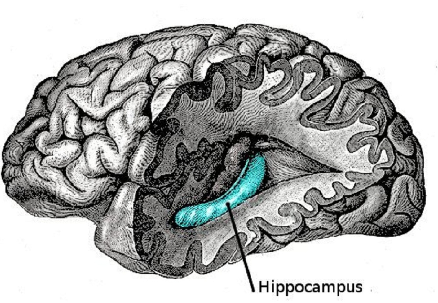Hipocampo. Fuente: Wikimedia Commons.