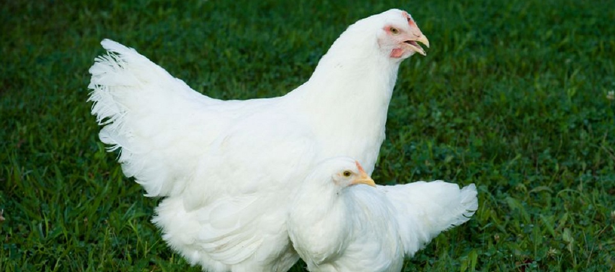 Un método de apareamiento selectivo iniciado en 1957 ha resultado en una diferencia notable de tamaño en pollos blancos Plymouth Rock. Imagen: John McCormick. Fuente: Virginia Tech.