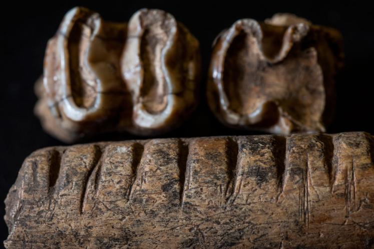 Mandíbula y dientes de un tapir, que se utilizaban como instrumentos musicales. Fuente: Universidad de Florida.