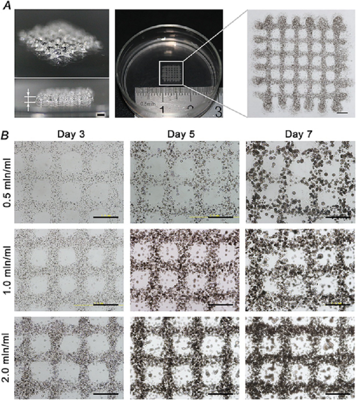 Los cultivos celulares con forma de cuadrícula han mostrado un crecimiento homogéneo a partir de las células impresas en 3D. Fuente: IOPScience.