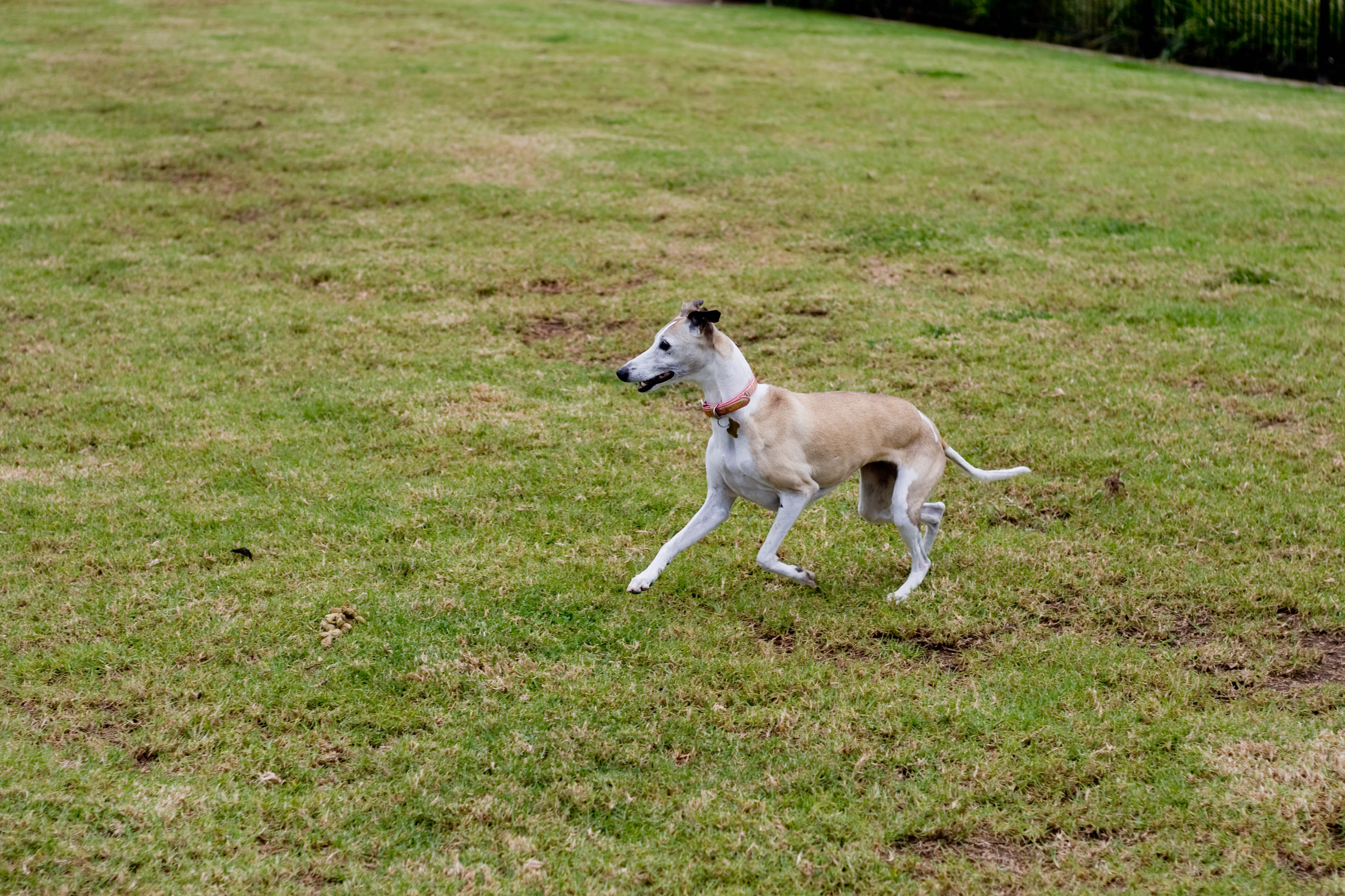 Un perro puede ayudarnos a recordar si es simpático, o estorbarnos si da miedo. Imagen: Lachlan Hardy. Fuente: Flickr.
