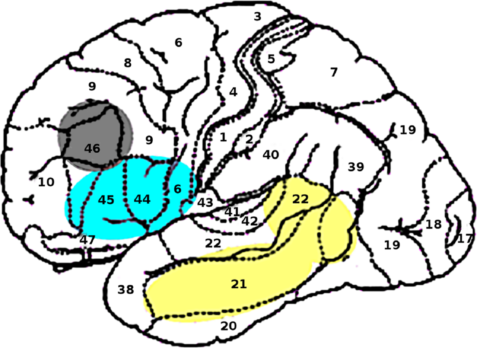 Localización de los componentes de memoria (amarillo), unificación (azul) y control (gris), según el científico Peter Hagoort, del Instituto Max Planck de Psicolingüística. Fuente: PLOS ONE.
