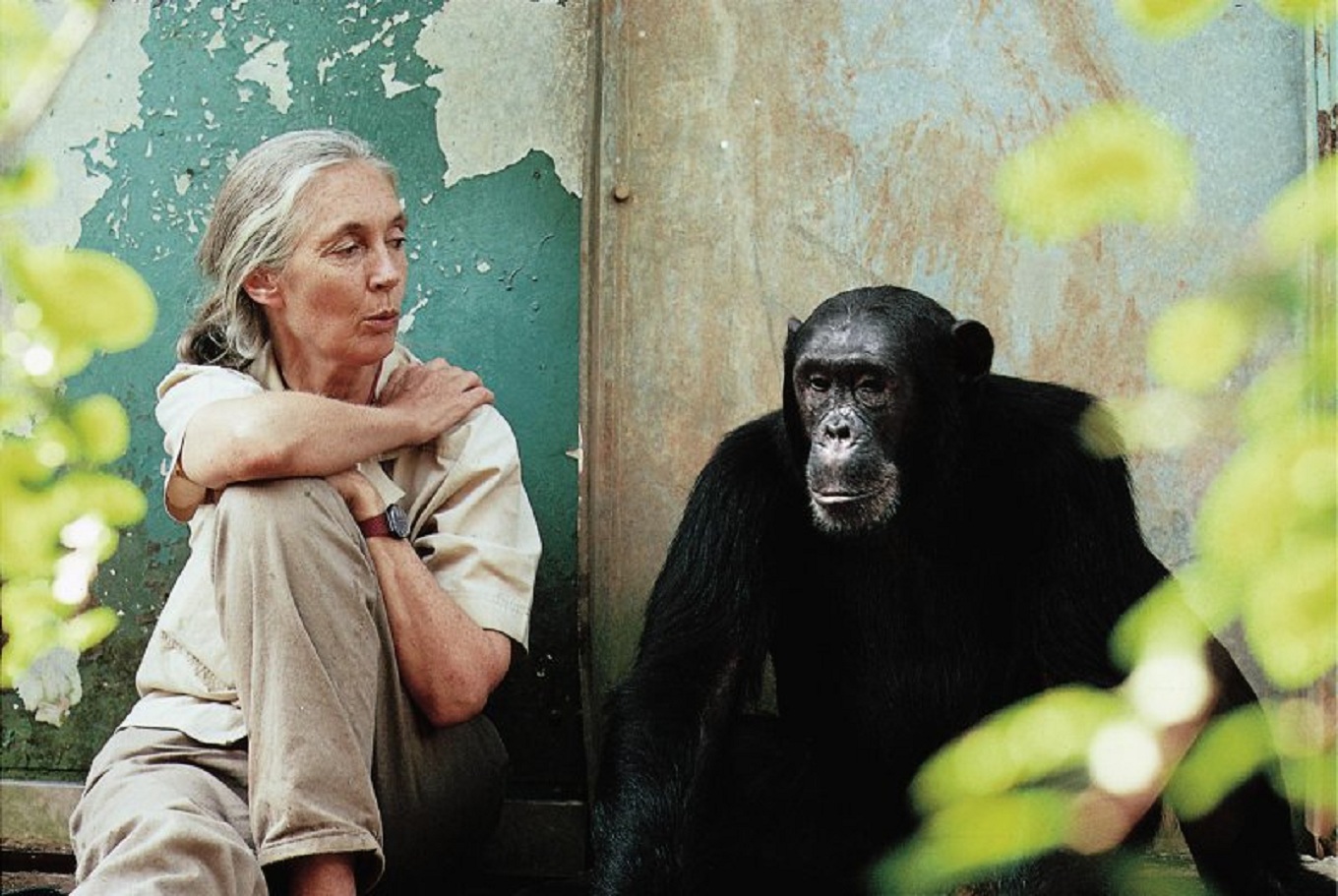 La investigadora y activista Jane Goodall acompañada de Freud, uno de los chimpancés con los que realizó sus investigaciones sobre la comunicación en primates, en el Parque Nacional de Gombe Stream. Imagen: Michael Neugebauer.