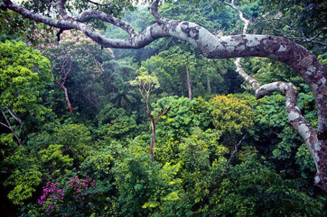 La presencia de las leguminosas es mayor en los bosques de clima tropical, donde su "anulación" de la capacidad de fijar nitrógeno puede considerarse una estrategia evolutiva a largo plazo. Imagen: Marcos Guerra. Fuente: Instituto Smithsonian de Investigaciones Tropicales.
