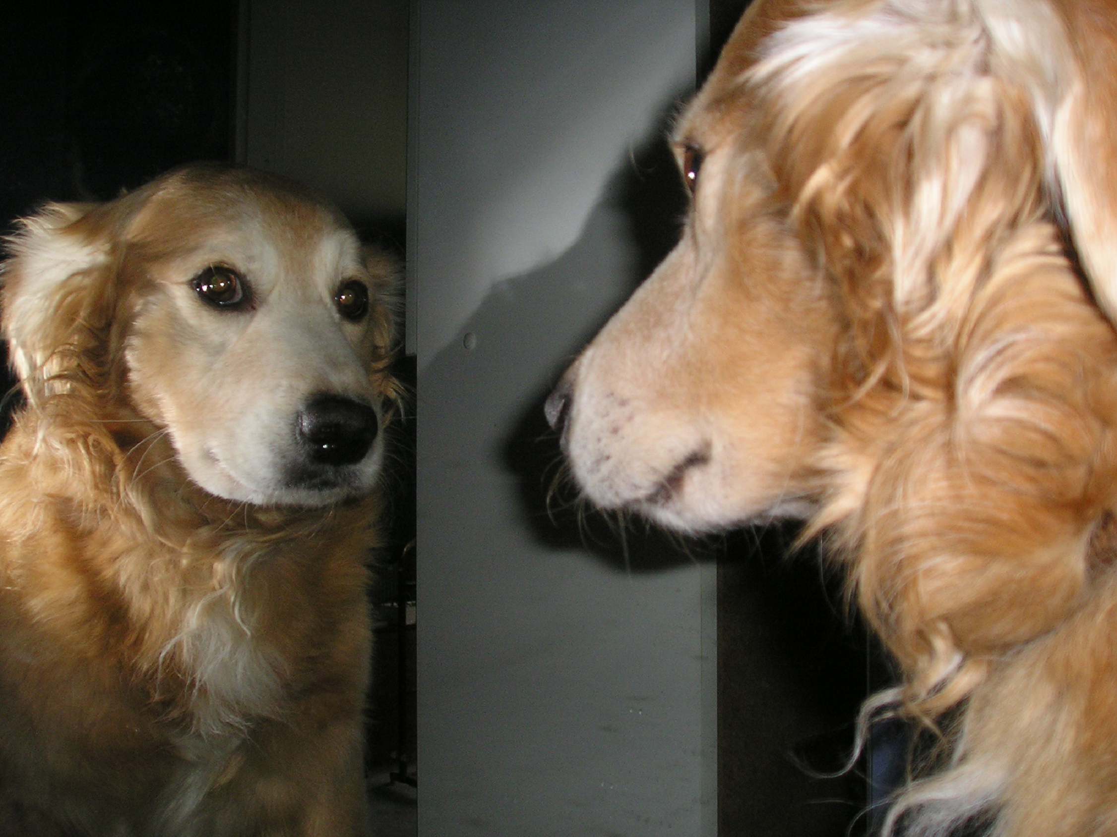 NICO, un golden retriever adulto, observa su reflejo durante la prueba del espejo. Imagen: Georgia Pinaud. Fuente: Wikipedia.