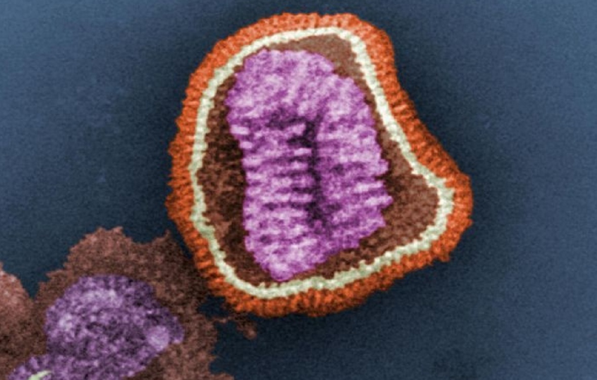 Partícula viral del virus de la gripe. Imagen: Cynthia Goldsmith. Fuente: CDC.