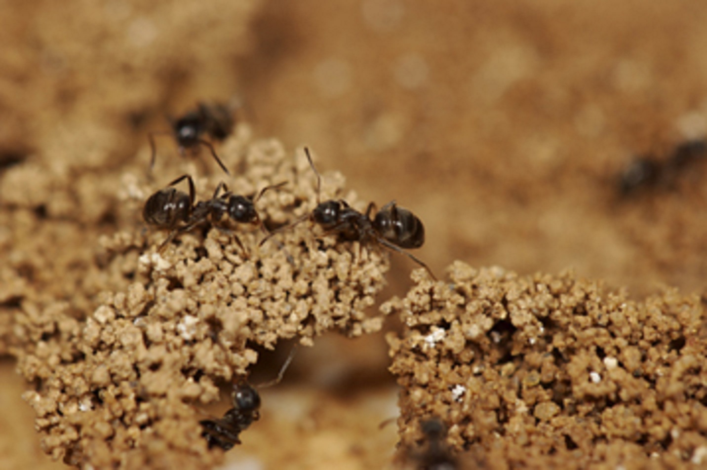Hormigas 'Lausius niger' construyendo sus nidos. © Guy Theraulaz. Fuente: CRCA/CNRS (Toulouse).