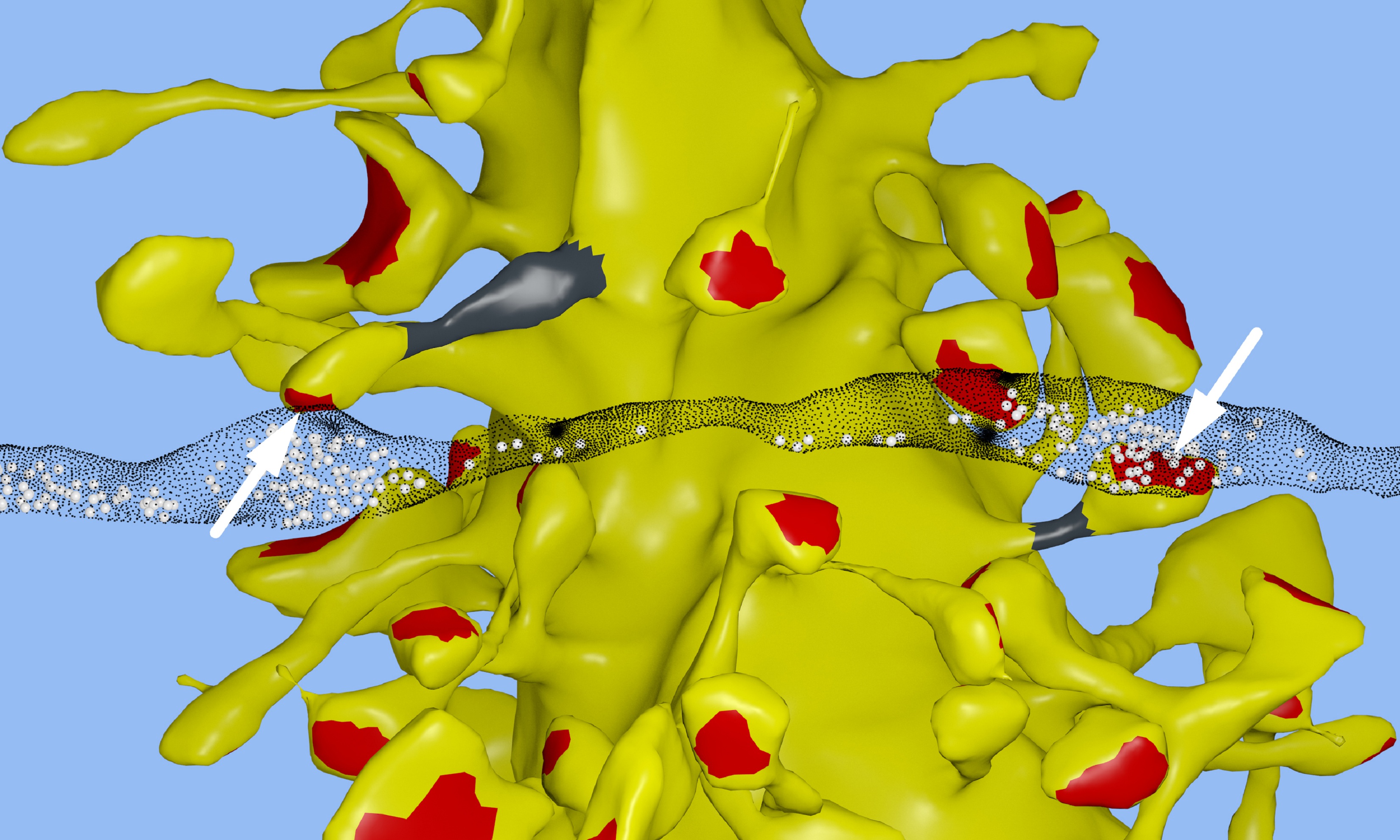 Reconstrucción computarizada del hipocampo. Fuente: Instituto Salk.