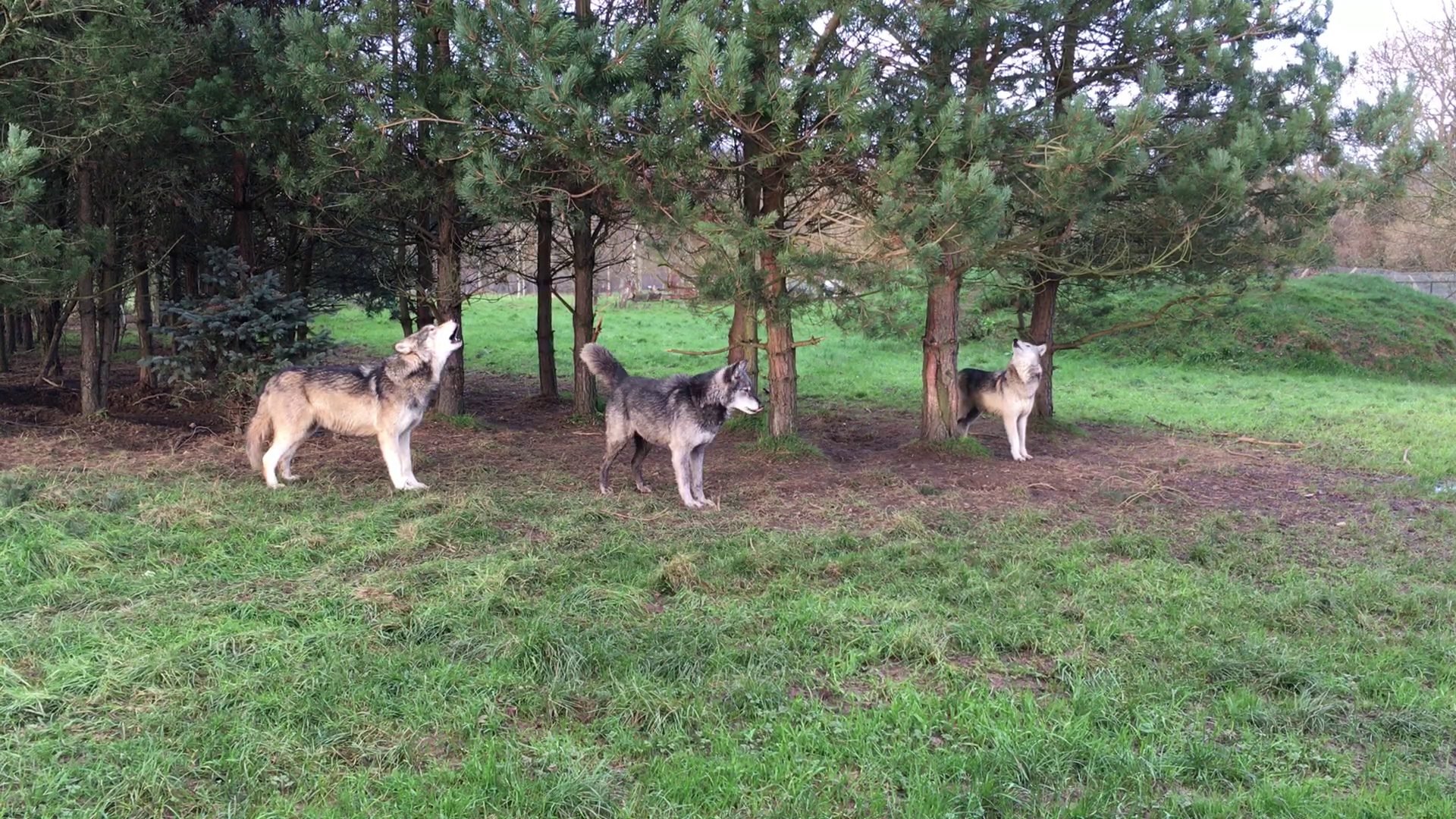 Lobos del Mackenzie, en el Wolf Conservation Trust (Reino Unido). Imagen: A. Kershenbaum. Fuente: Universidad de Cambridge.