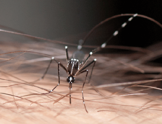 'Aedes aegypti', mosquito vector del virus del Zika. Imagen: Rafaelgilo. Fuente: Wikipedia.