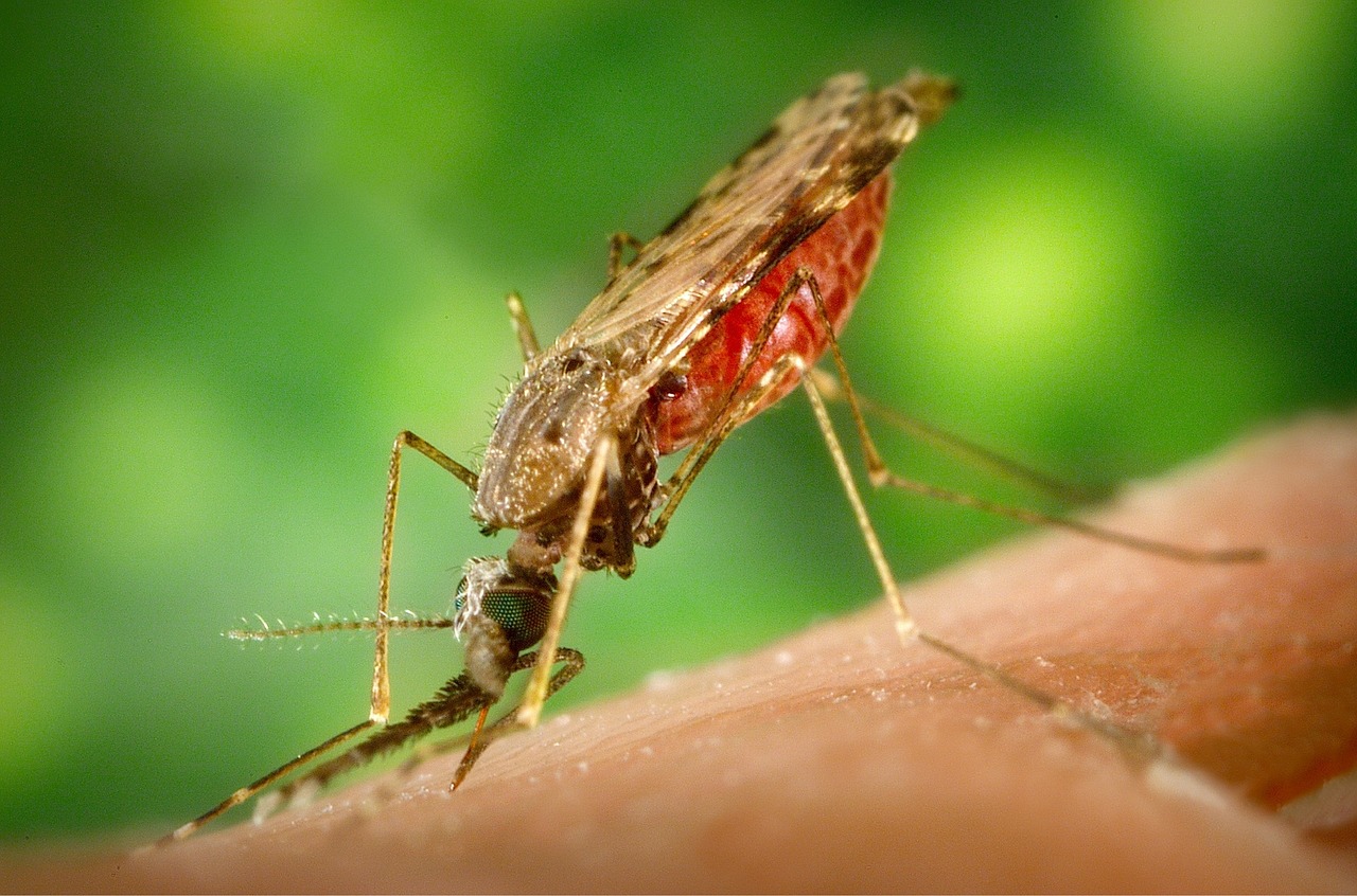 Mosquito de la malaria. Imagen: ArtsyBee. Fuente: Pixabay.