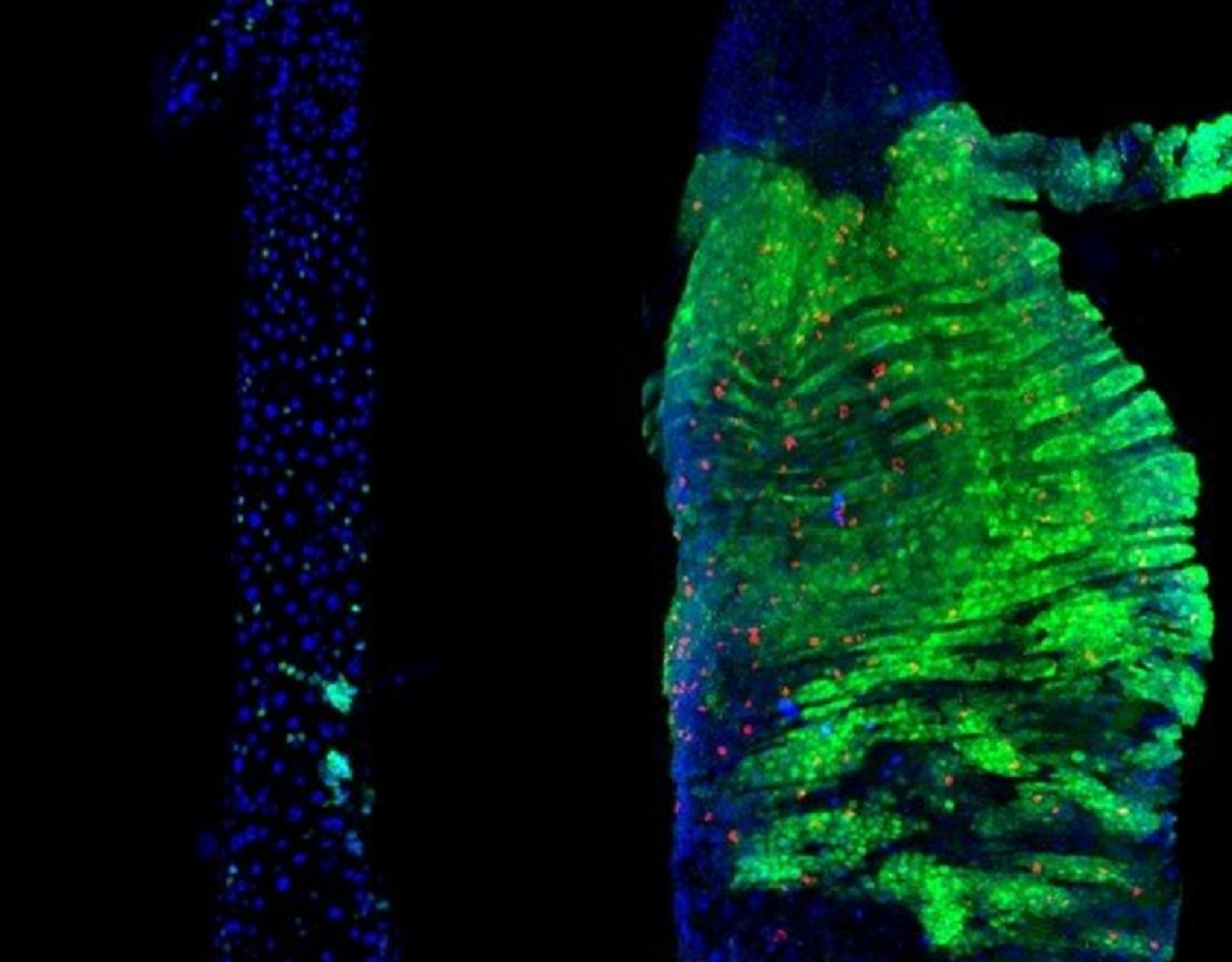 Intestinos de las moscas que muestran los tumores inducidos genéticamente (en verde). El crecimiento es significativamente mayor en los intestinos femeninos (derecha) que en los masculinos (izquierda). Las células que se muestran en rojo son las que se multiplican. Fuente: MRC CSC.