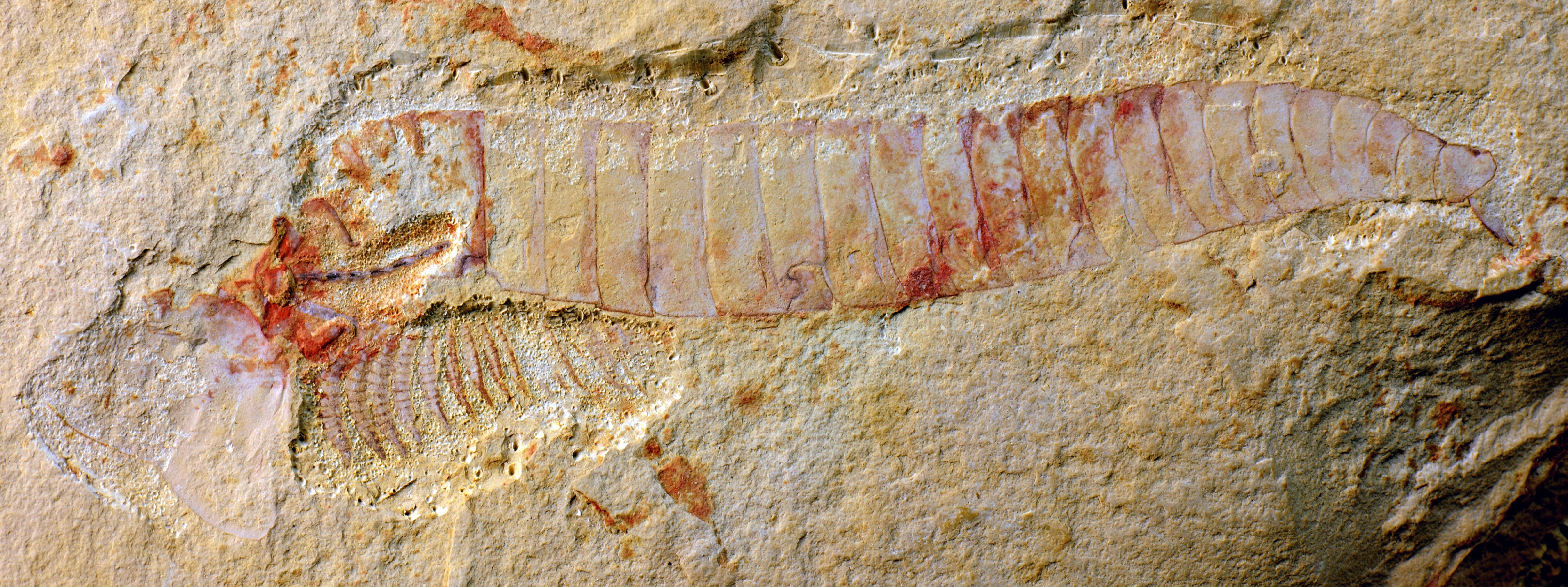 El fósil encontrado. Imagen: Jie Yang. Fuente: Universidad de Cambridge.