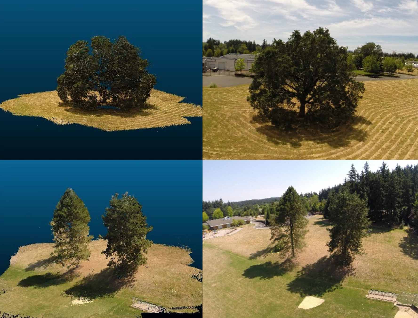 Los de la derecha son reales. A la izquierda, árboles simulados utilizando las imágenes recogidas por los drones. Fuente: WSU