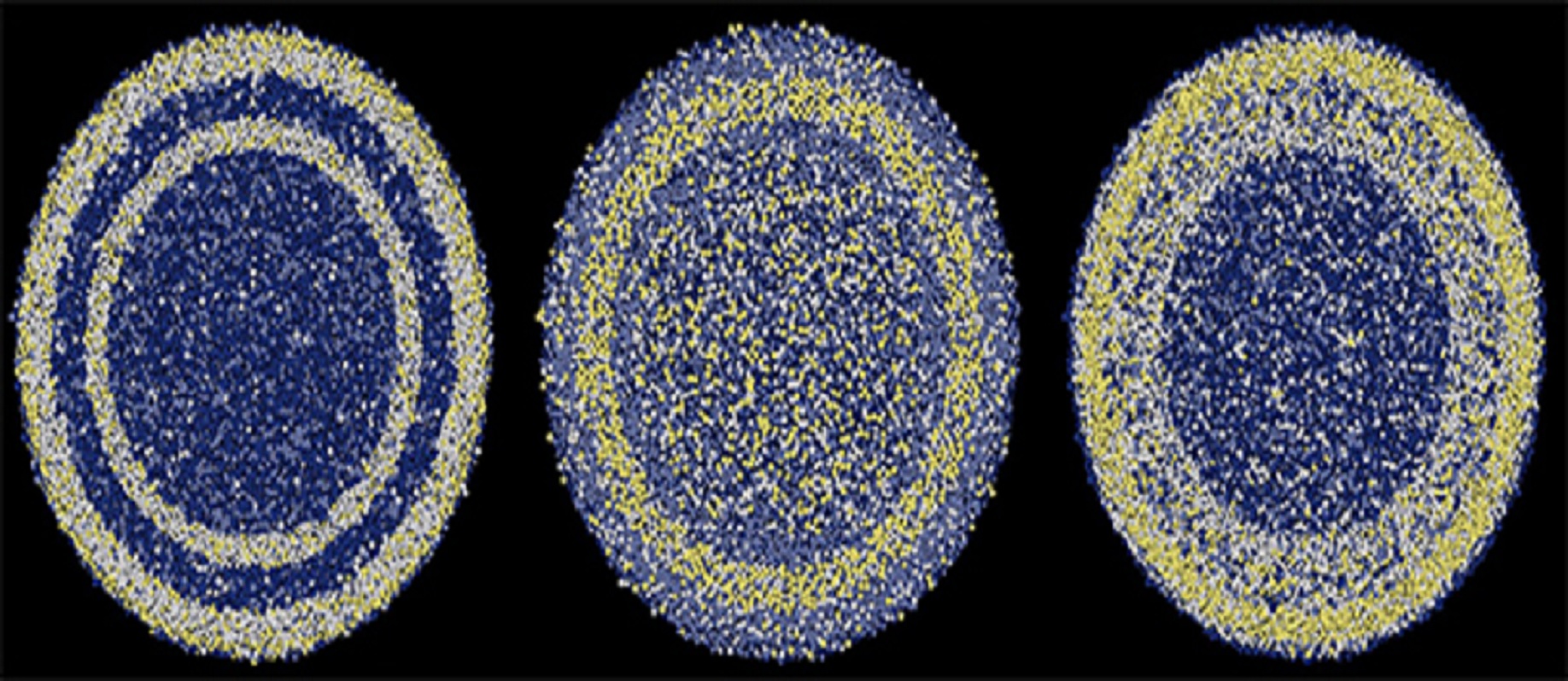 Expresión de los genes de una neurona durante las primeras horas posteriores a su nacimiento. Cada círculo representa una etapa del desarrollo (6 horas, 12 y 24), y los puntos coloreados, el nivel de expresión. Imagen: Jabaudon Lab. Fuente: Unige.