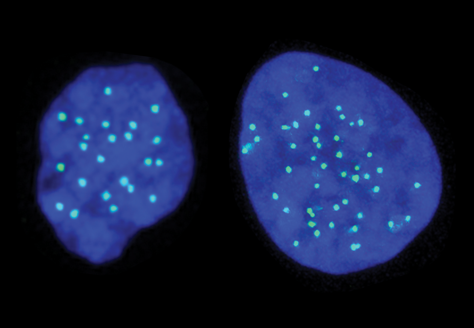 Una célula haploide con 23 cromosomas (izda.), y una diploide con 46 (dcha.). Imagen: Gloryn Chia. Fuente: Universidad de Columbia.