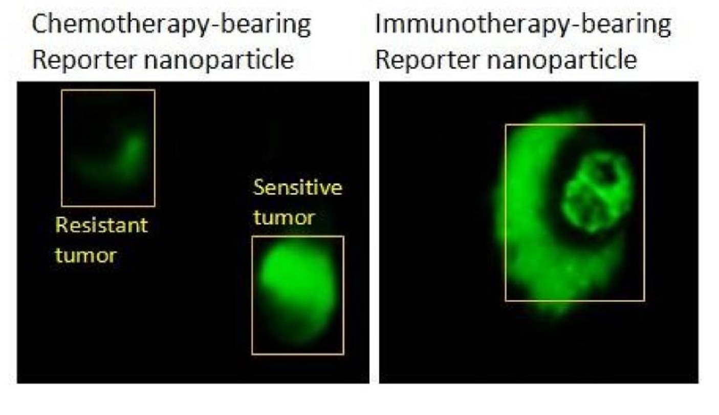 Si las células cancerosas mueren, aumenta la fluorescencia verde. Imagen: Ashish Kulrkarni. Fuente: BWH.