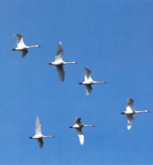 Las aves podrían contar con un sistema cuántico de orientación en vuelo