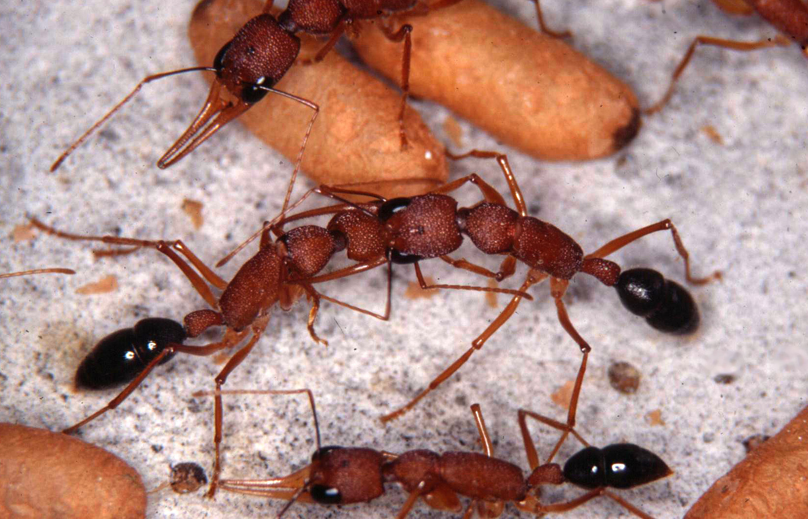 Una hormiga domina a otra mordiéndole en la cabeza. Imagen: J. Liebig. Fuente: ASU.