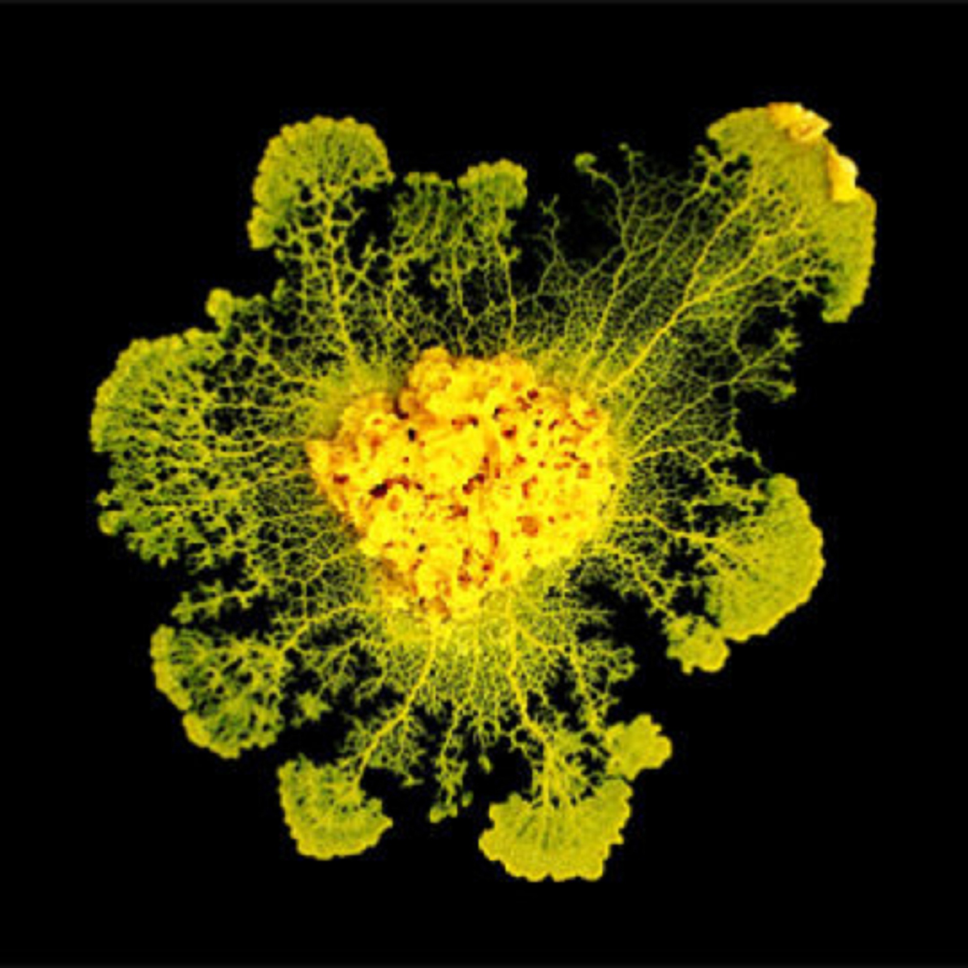 Physarum polycephalum tiene unos 10 centímetros de diámetro, una sola célula, y carece de sistema nervioso complejo. Fuente: CNRS.