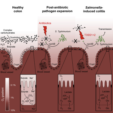 Evolución del intestino tras la aplicación de antibióticos. Fuente: Cell Host & Microbe.