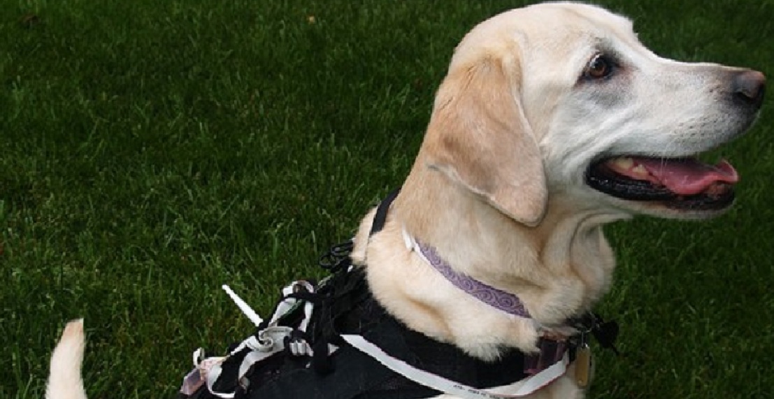 El perro lleva un arnés con sensores para controlar sus posturas. Fuente: NCSU