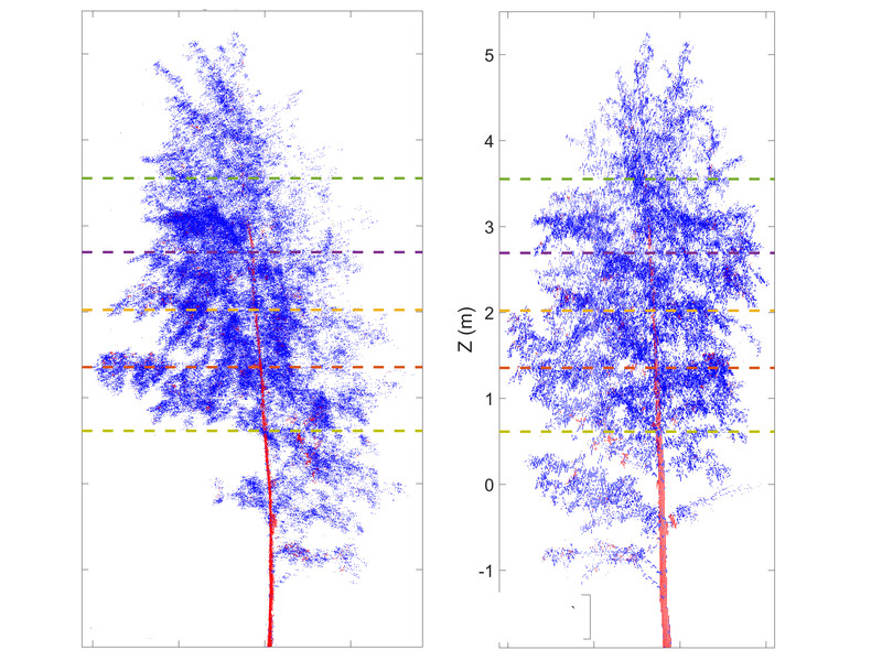 Movimiento de un árbol entre el día y la noche. Fuente: Universidad Técnica de Viena.