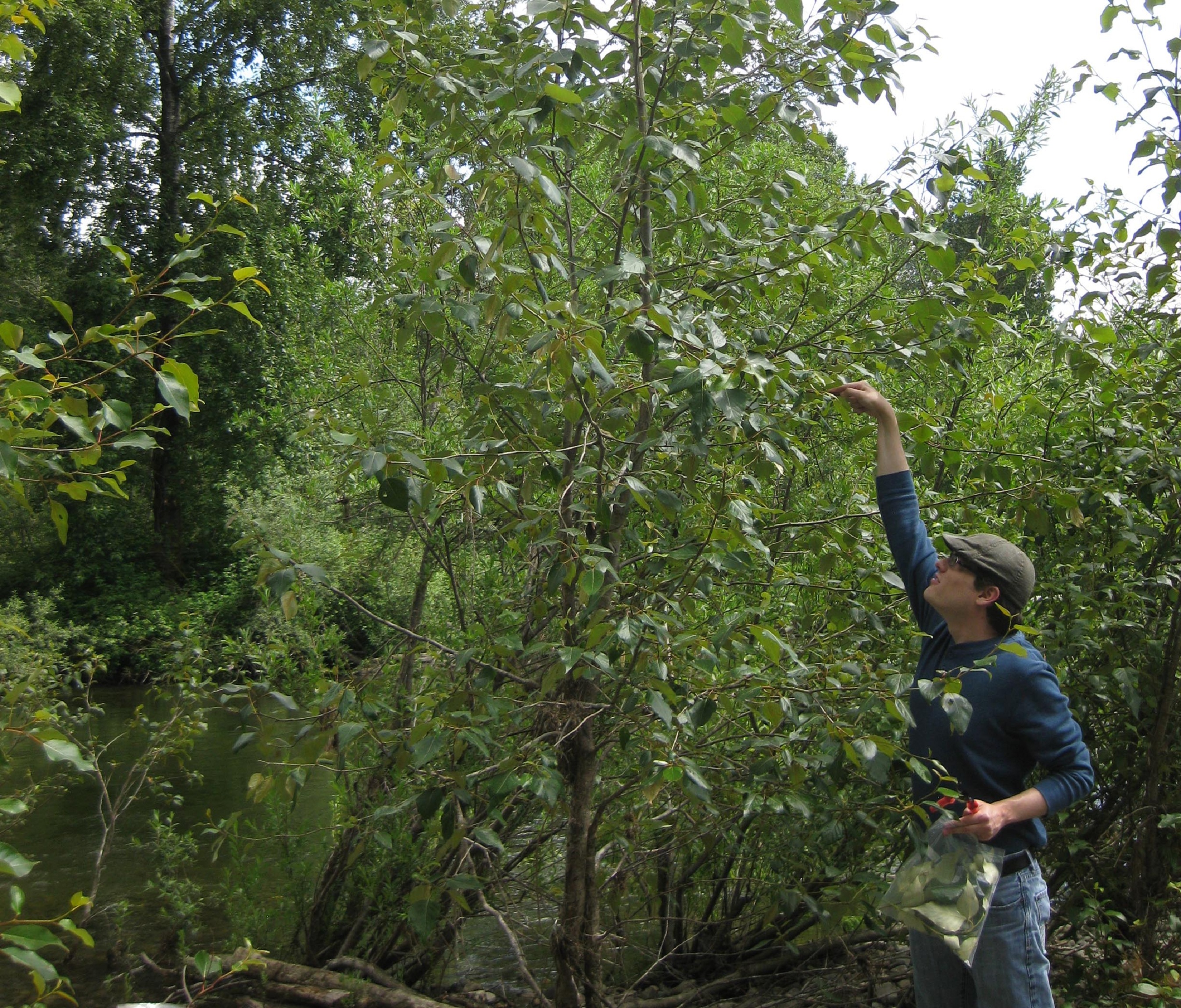 El co-autor Andrew Sher toma muestras de ramas de álamos. Imagen: S. L. Doty. Fuente: UW.