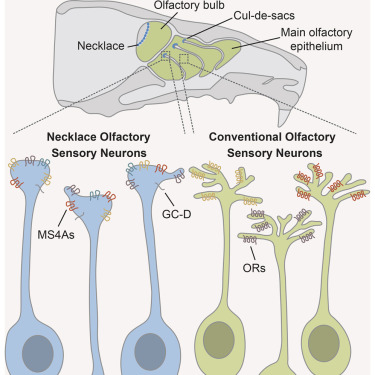Esquema del nuevo sistema olfativo descubierto. Imagen: Greer y Bear et al. Fuente: Cell.