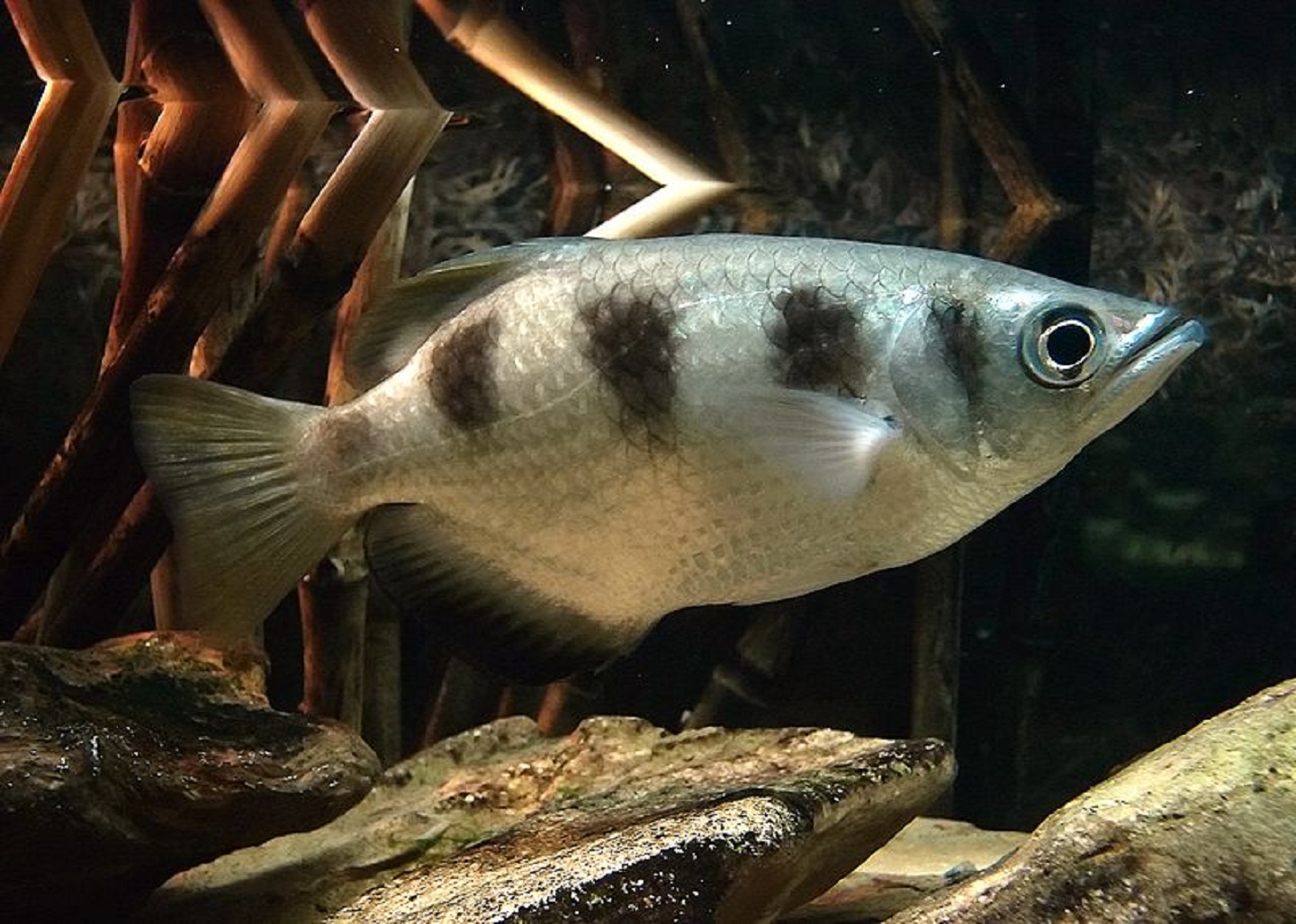 Los peces arquero son capaces de