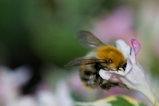 Las abejas y los humanos toman decisiones de manera similar