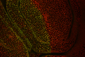Los co-receptores (rojo) están situados en las superficies de las células. Pentagone hace que los co-receptores (amarillo/verde) se degraden dentro de la célula. Imagen: Research Group Pyrowolakis/Universidad de Friburgo.
