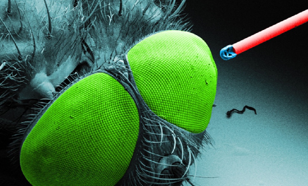 Microcámara impresa en 3D en una fibra óptica, y colocada cerca de una mosca. Fuente: Universidad de Stuttgart.