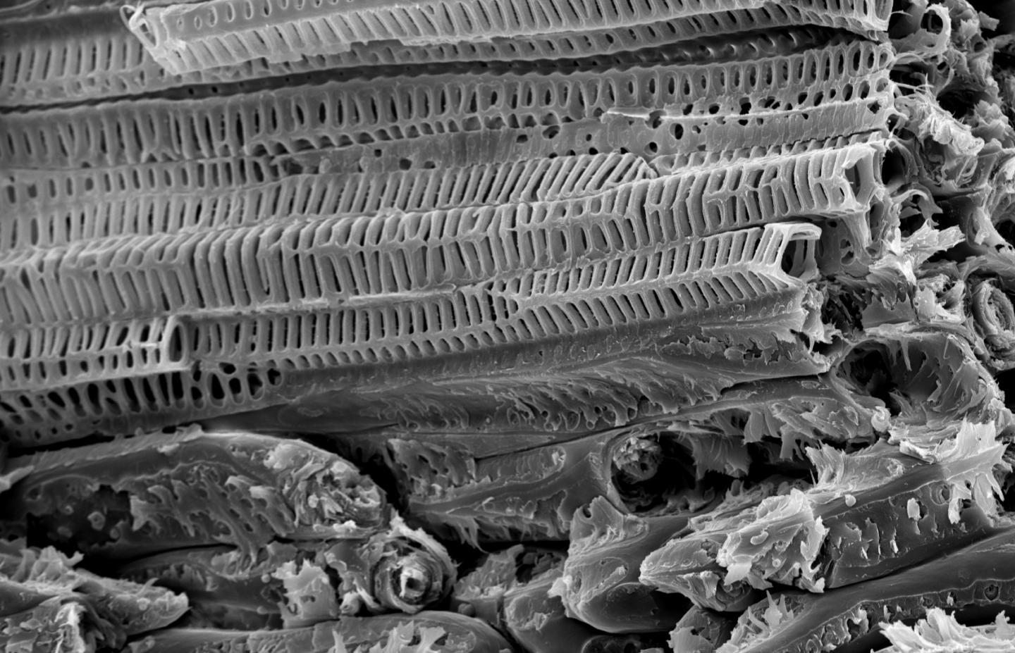 Estructura del coco, vista con tomografía y microscopía electrónica.  Fuente: Grupo de Biomecánica de la Plantas de la Universidad de Freiburg.