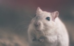 Un estudio con ratones demuestra que el NMN frena el envejecimiento