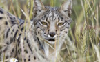 Científicos españoles secuencian el genoma del lince ibérico