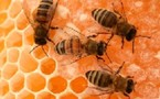 El comportamiento social de las abejas se regula hormonalmente