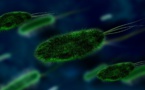Las bacterias se comportan como miembros de un ecosistema