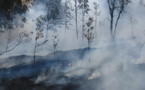 Escalada de los incendios forestales en todo el mundo