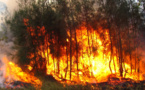 Los incendios forestales no son sólo una catástrofe ambiental