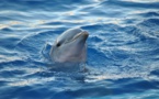 Los delfines se reconocen en el espejo antes que los humanos
