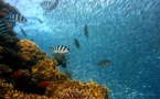 Los arrecifes se defienden ante el calentamiento global
