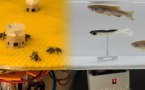 Los robots consiguen que peces y abejas se comuniquen entre sí