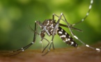 Alerta científica por el aumento de las enfermedades tropicales en Europa