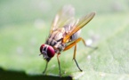 Avatares de moscas ayudan contra el cáncer