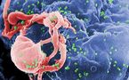 Descubren la molécula responsable de la propagación del virus del SIDA