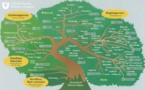Crean el árbol de la vida más extenso y exhaustivo de la historia 